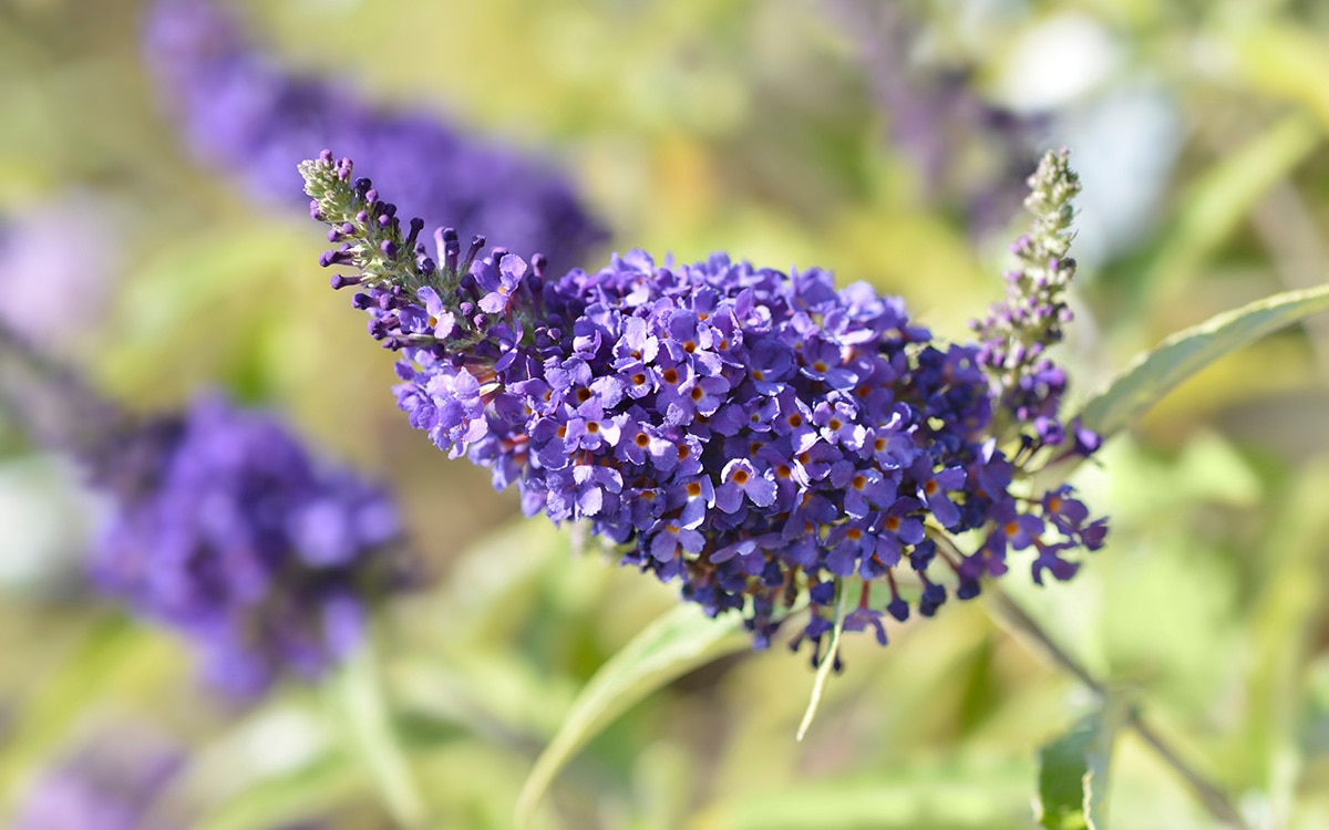 buddleia 'Buzz Midnight' in the garden