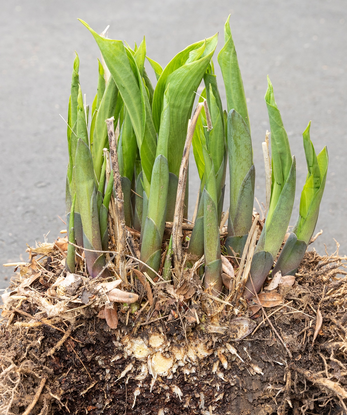 A freshly divided hosta plant showing roots and shoots