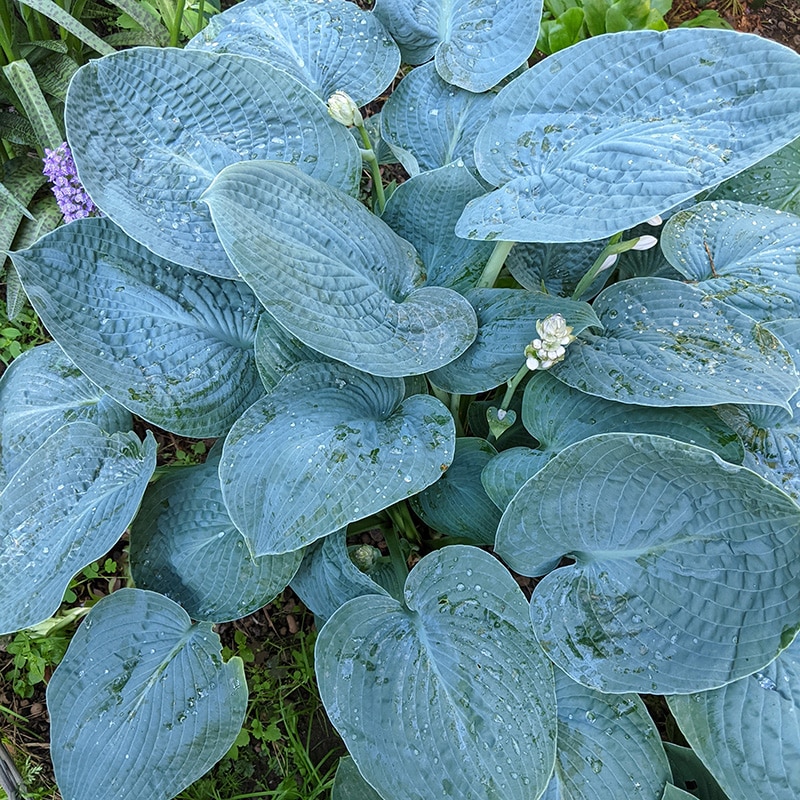Hosta 'Big Daddy'