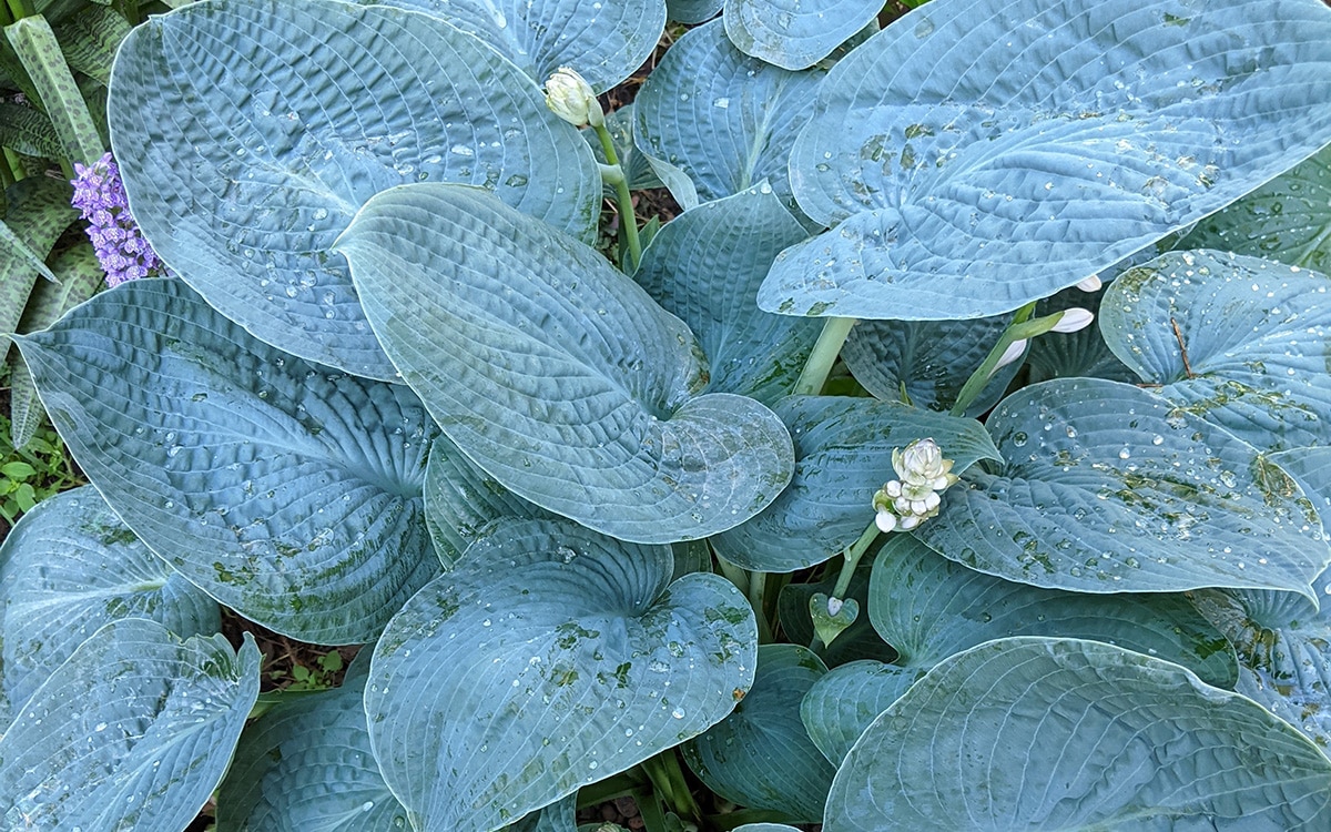 Hosta Big Daddy