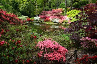 View of the azaleas and rhododendrons and the pond at Exbury Gardens 
