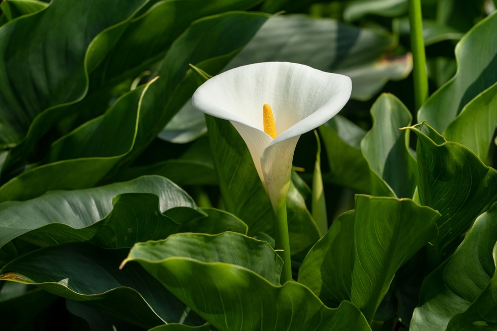 White calla lily 
