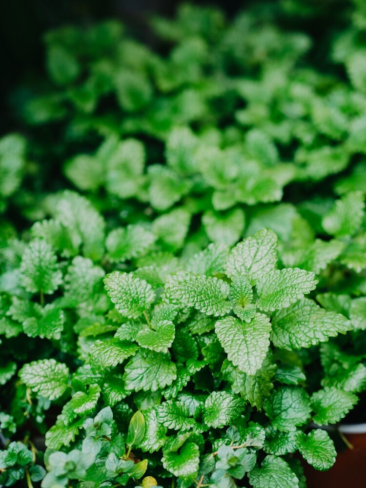 Fresh green mint plant grow at vegetable garden outdoors 