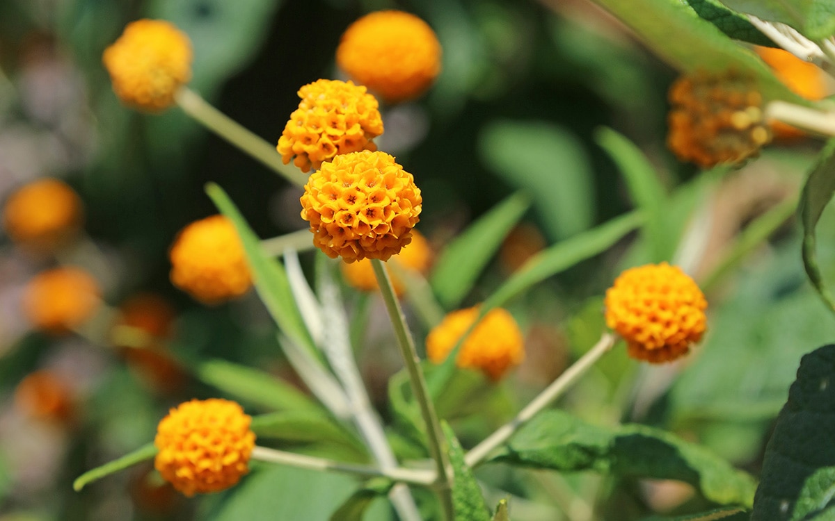 Unusual Buddleja globosa flowers in early summer.