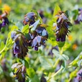 Close up of honeywort (cerinthe major) flowers in bloom