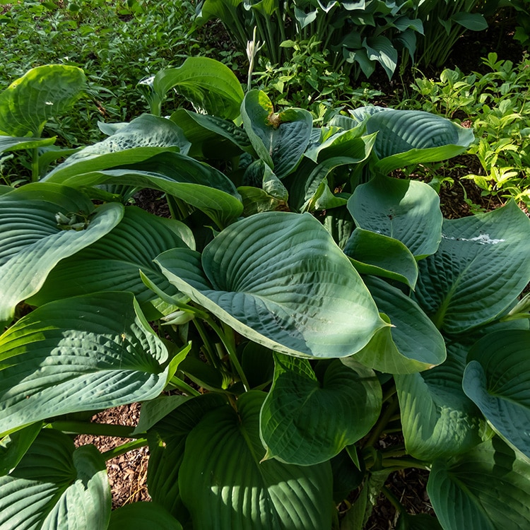 Hosta 'Empress Wu'