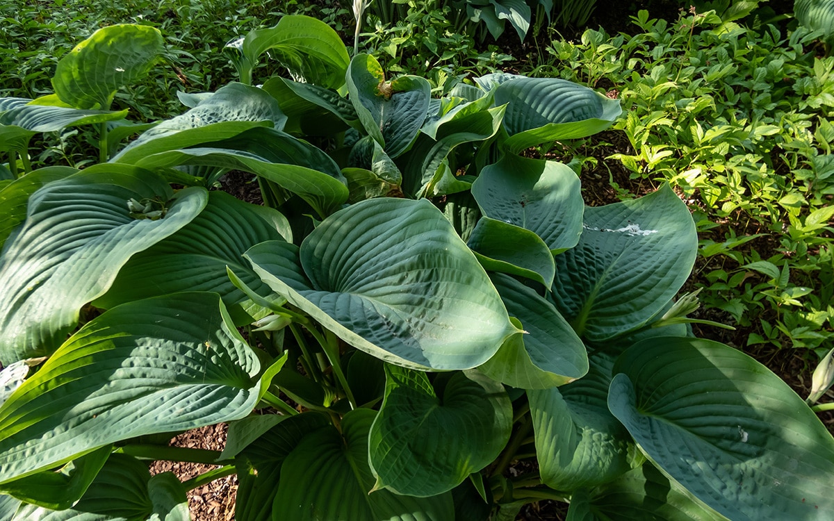 Hosta Empress Wu