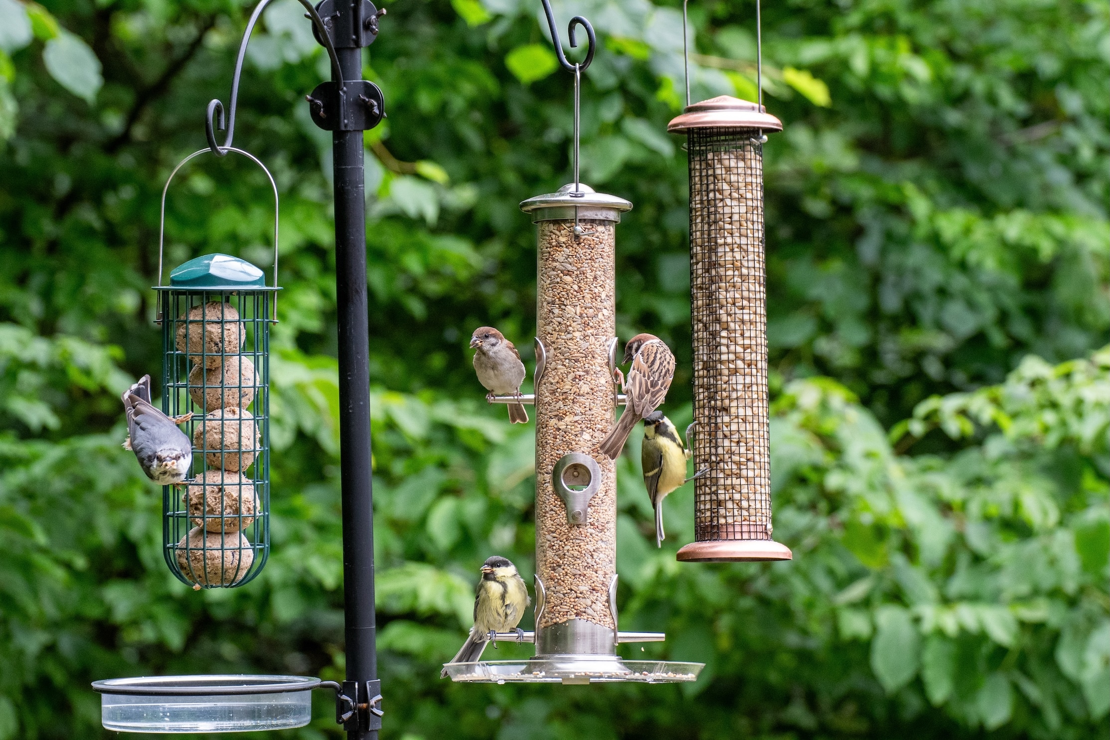 Birds eating seeds from a bird feeder in summer in the garden