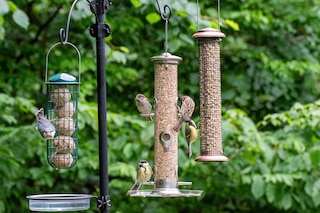 Birds eating seeds from a bird feeder in summer in the garden