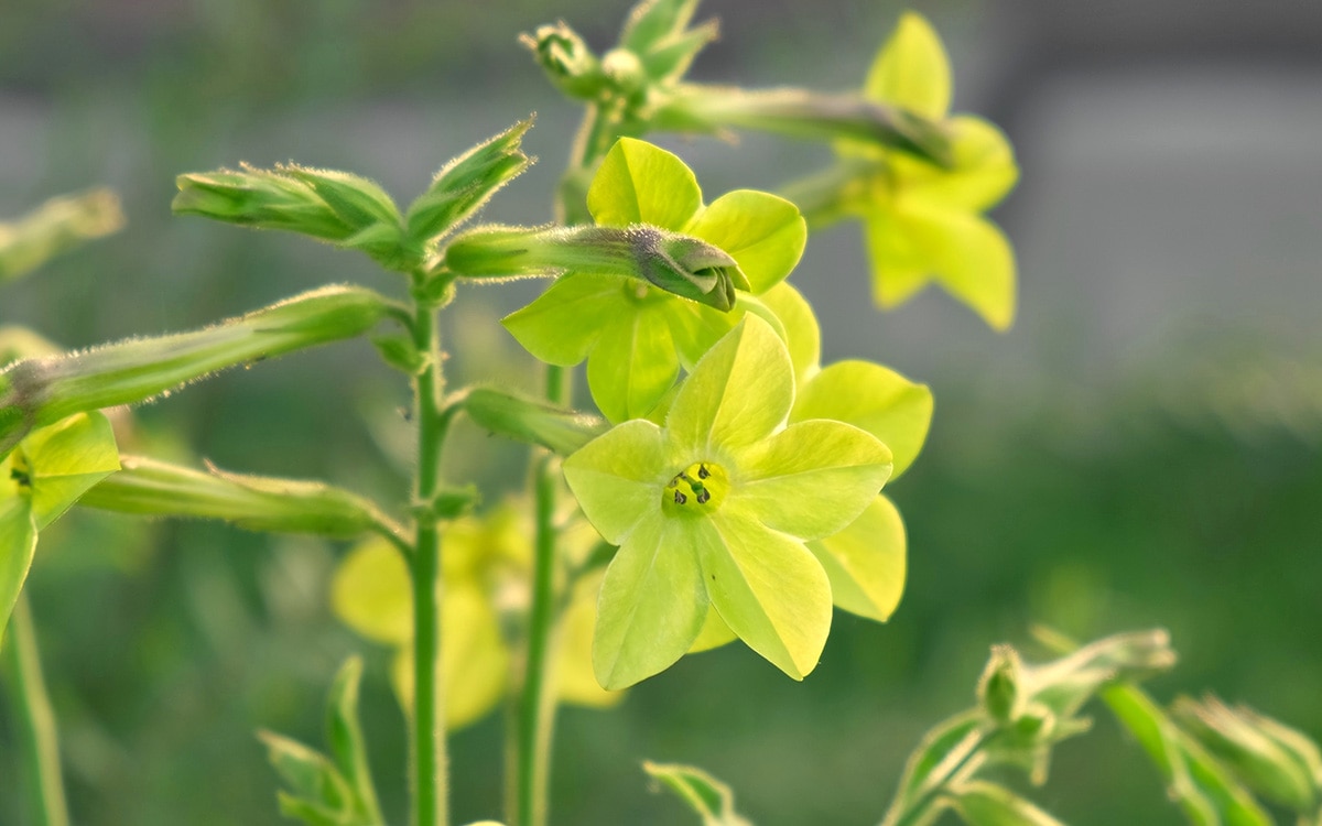 Nicotiana 'Lime Green'