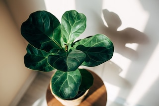 Fiddle leaf fig