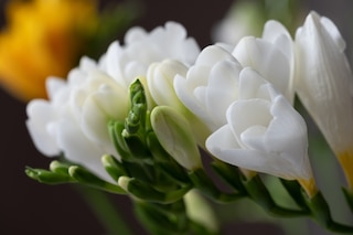White freesia flowers
