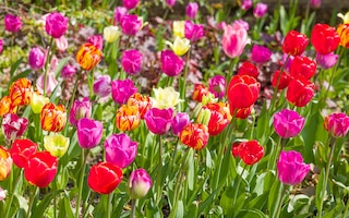 Multi-coloured tulip flowers in shades of pink, red and yellow