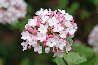 White and pink Viburnum carlesii 'Aurora'