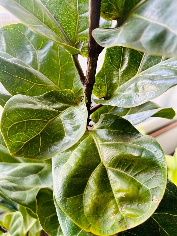 The large green leaves of a fiddle leaf fig