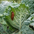 Slug on lettuce 