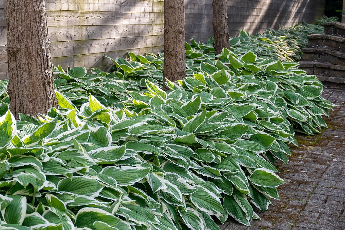 Variegated hostas planted as ground cover