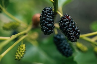 How to grow mulberries