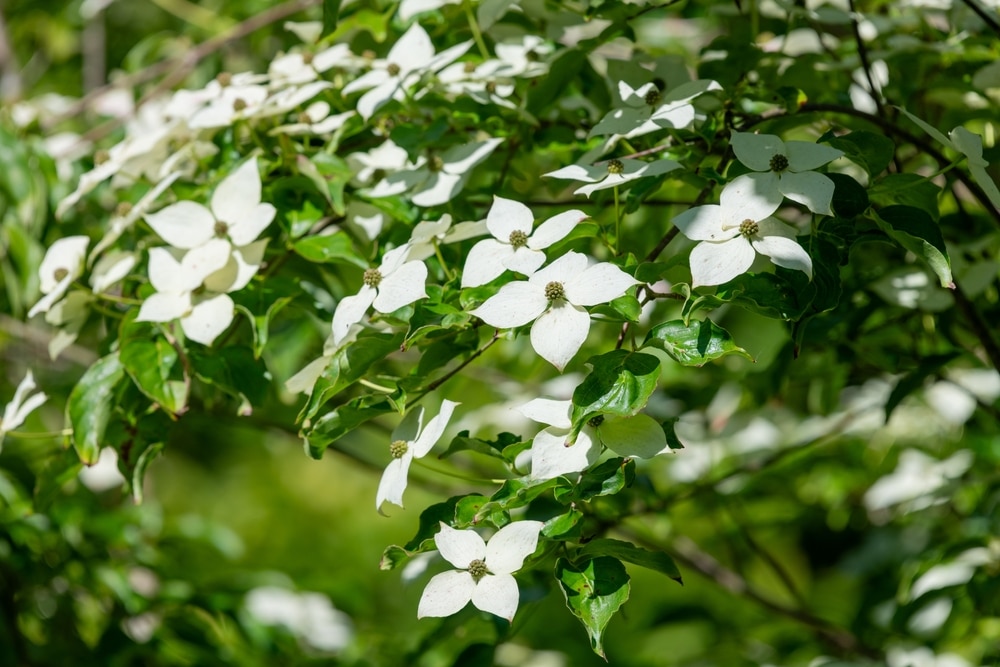 Cornus kousa 