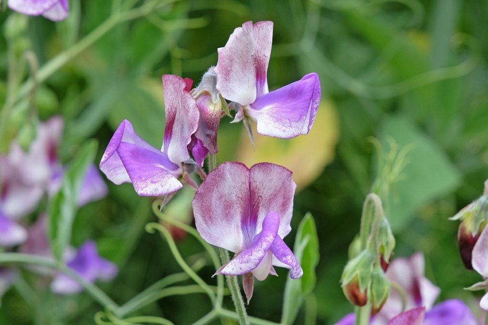 Sweet Pea 'Three Times As Sweet'