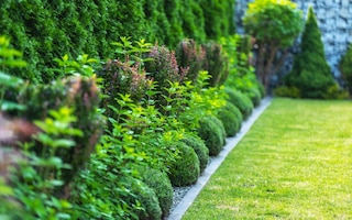 A vibrant garden pathway lined with spherical shrubs and healthy greenery under clear blue skies