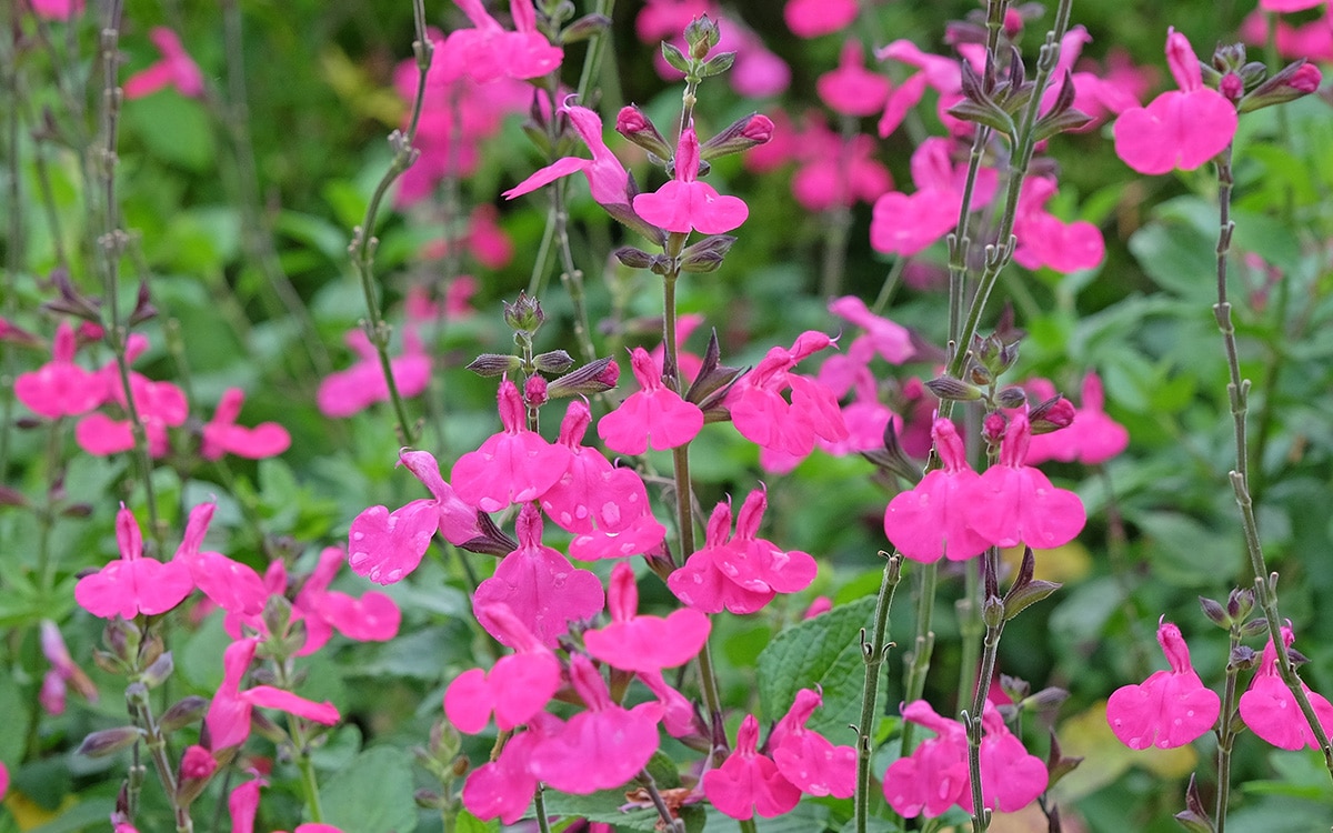 Salvia 'Blush Pink'