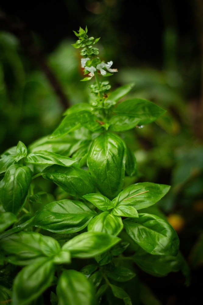  Green basil on a dark background