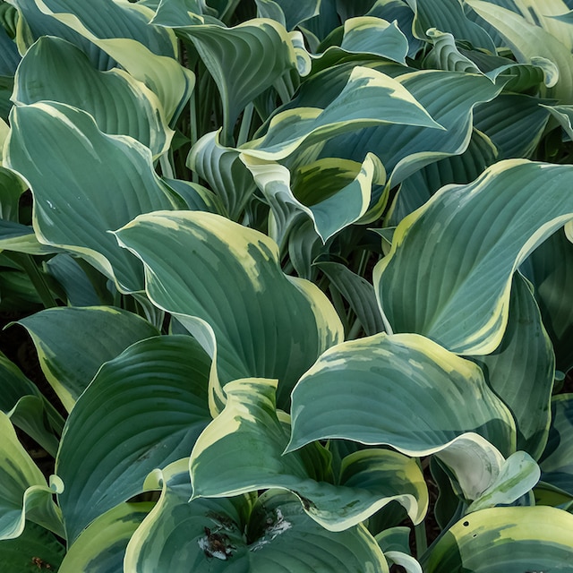 Hosta 'Regal Splendor'