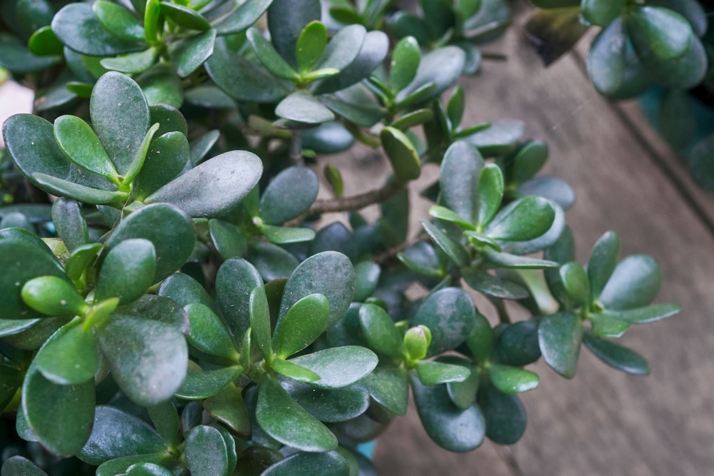 The best light conditions for a jade plant 