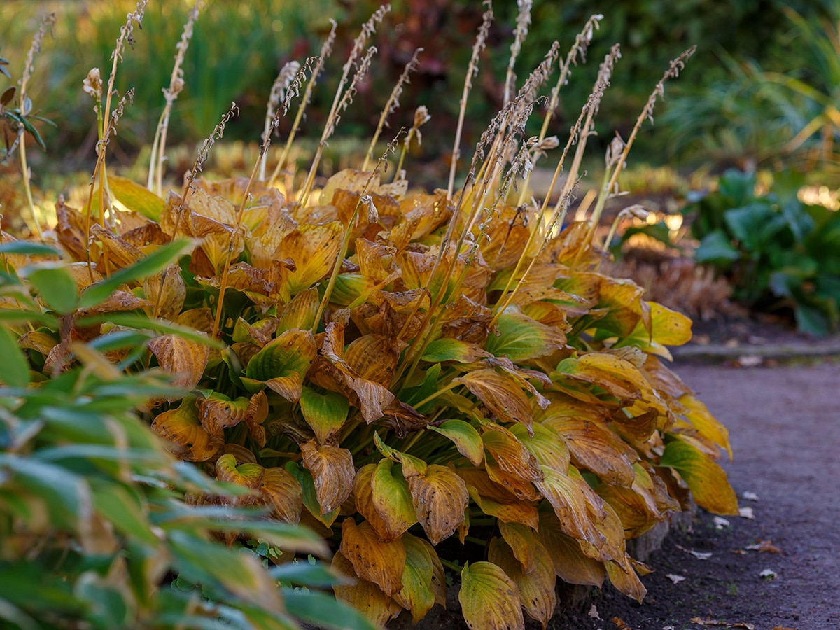 A hosta with golden leaves in autumn