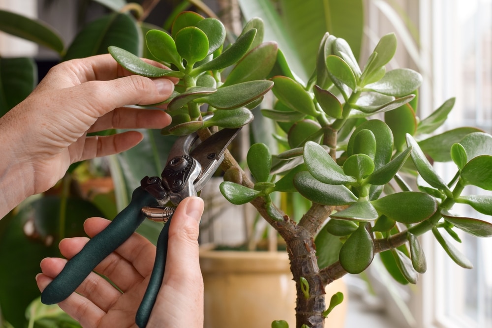 How to prune and shape your jade plant