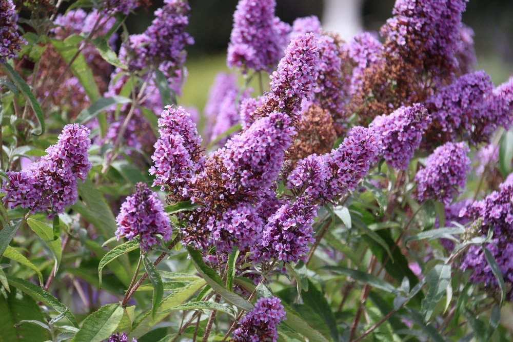 Buddleja davidii, also called summer lilac, butterfly-bush