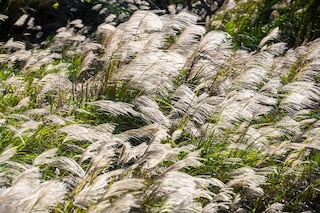 The characteristic soft arching flowers of miscanthus