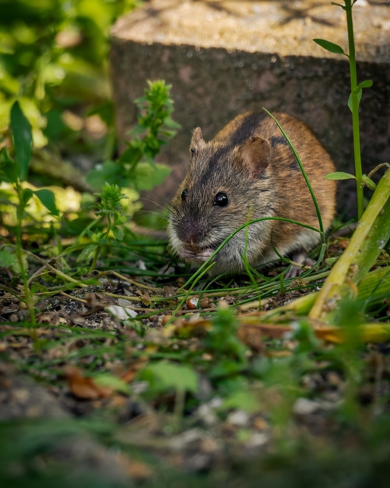 Rat on garden patio