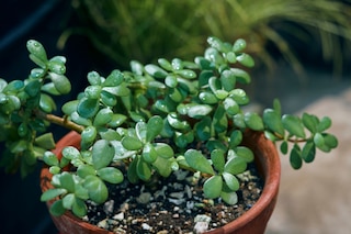 Jade plant