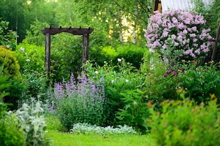 Blooming syringa meyeri Palibin, wooden archway, catnip (nepeta) and stachys