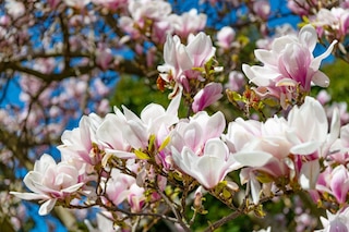 Magnolia tree in bloom in spring