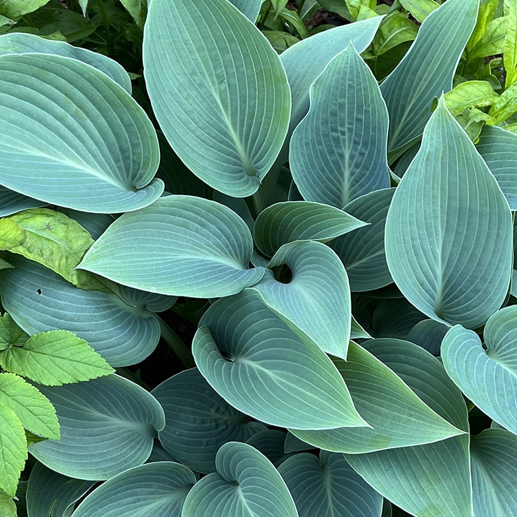 Hosta 'Halcyon'