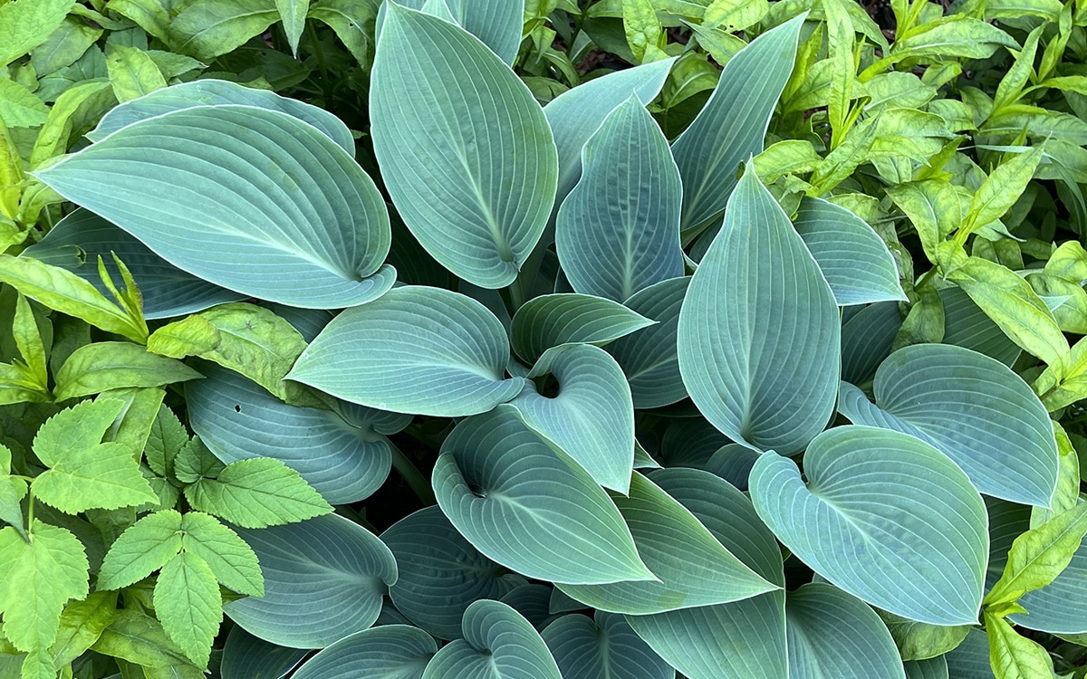 Hosta Halcyon