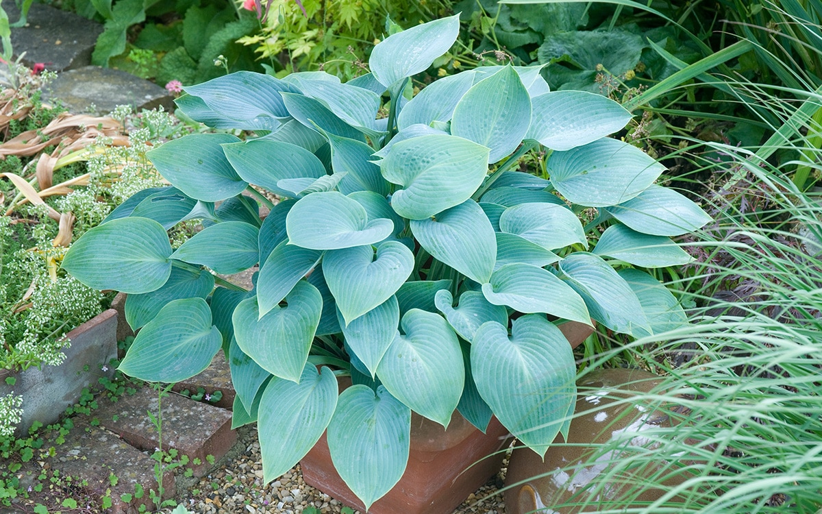 Blue-green hosta in a terracotta container