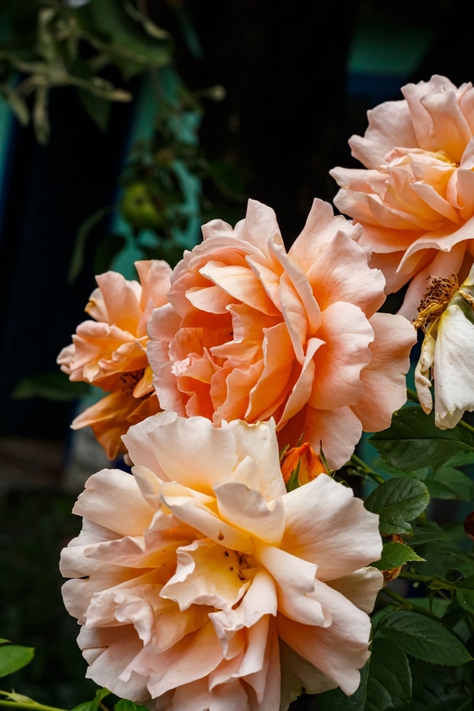 Apricot Garden Roses