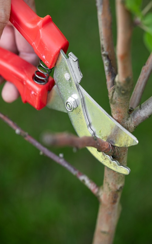cutting with secateurs