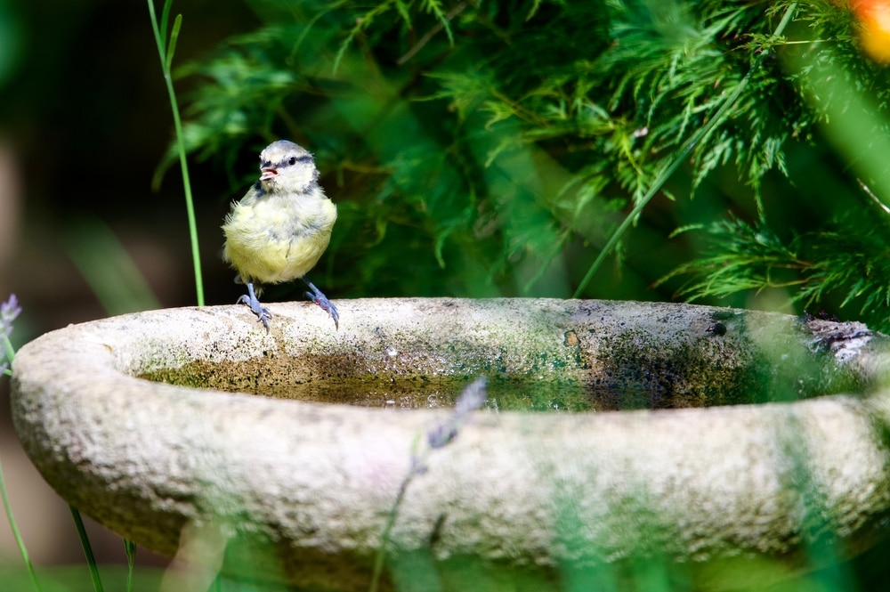 Bluetit drinking from stone bird bath in garden