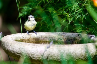 Bluetit drinking from stone bird bath in garden