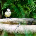 Bluetit drinking from stone bird bath in garden
