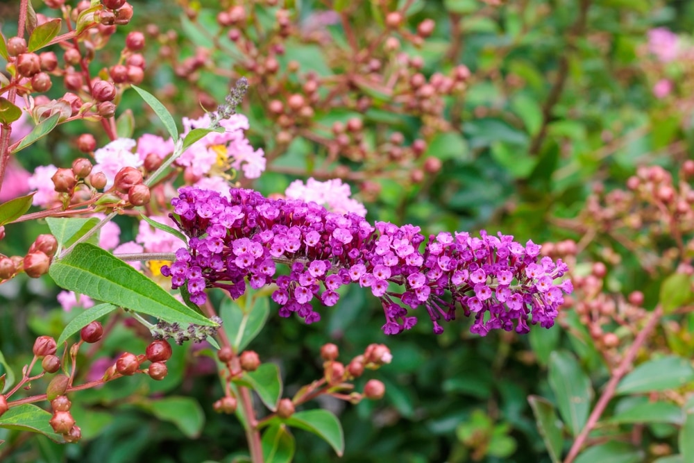 Beautiful Buddleia flowers blooming in the summer garden