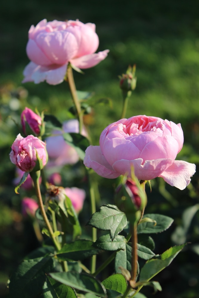  Dark background with a bright pink rose buds in a summer garden