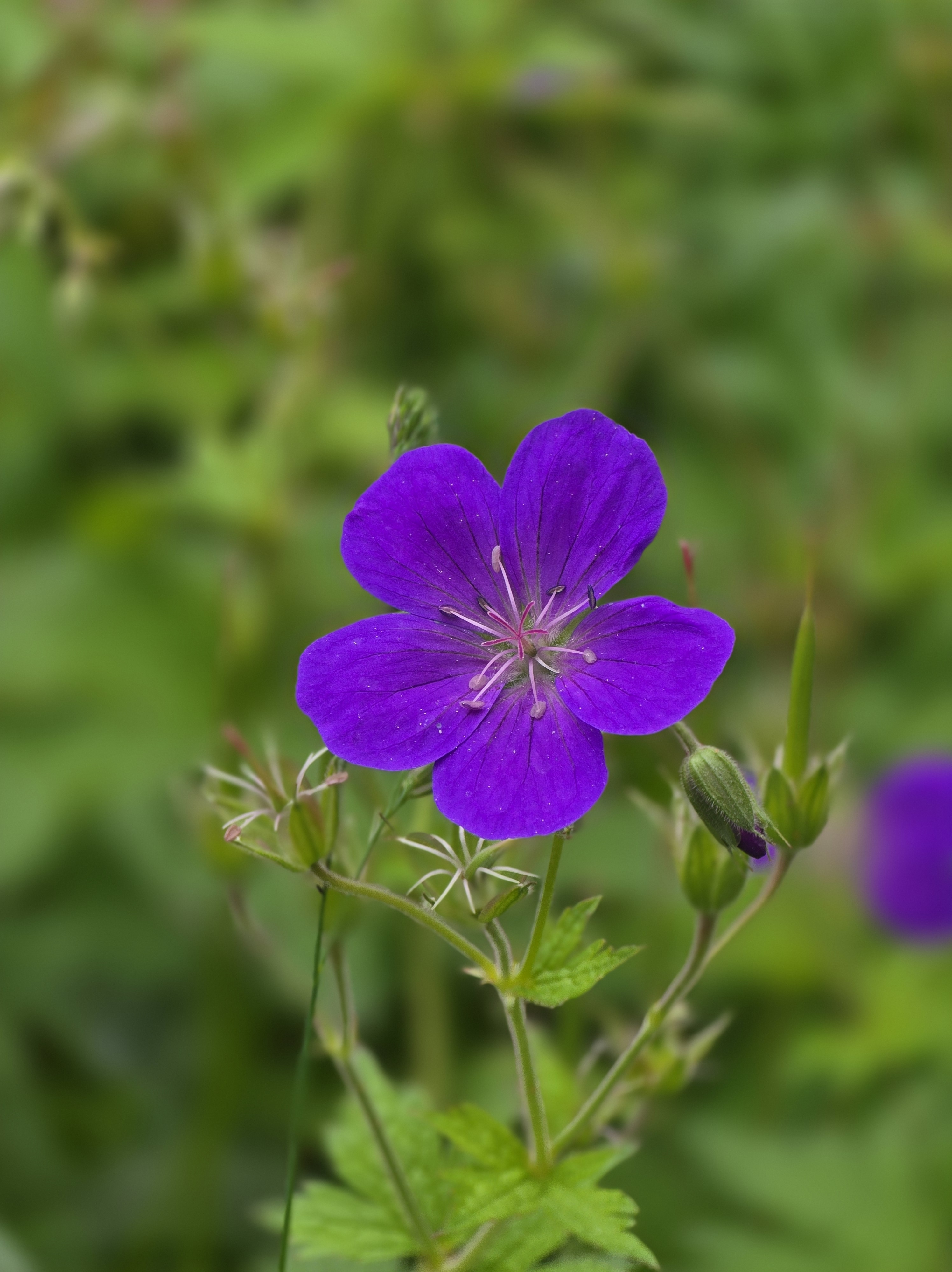 A delicate flower of hardy geranium (Cranesbill) in a rich lilac-purple hue. 