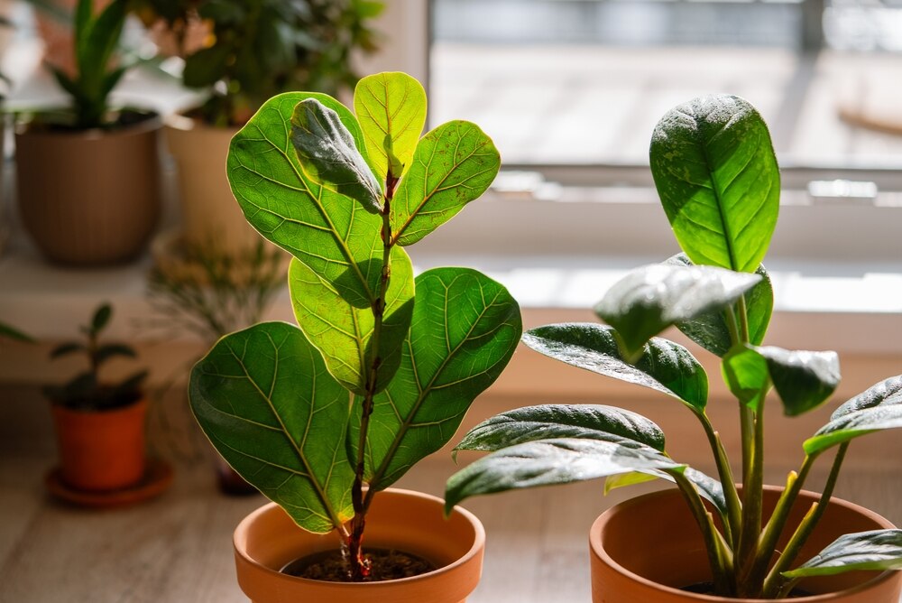 A fiddle leaf fig in bright sunlight