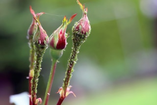 how to get rid of aphids